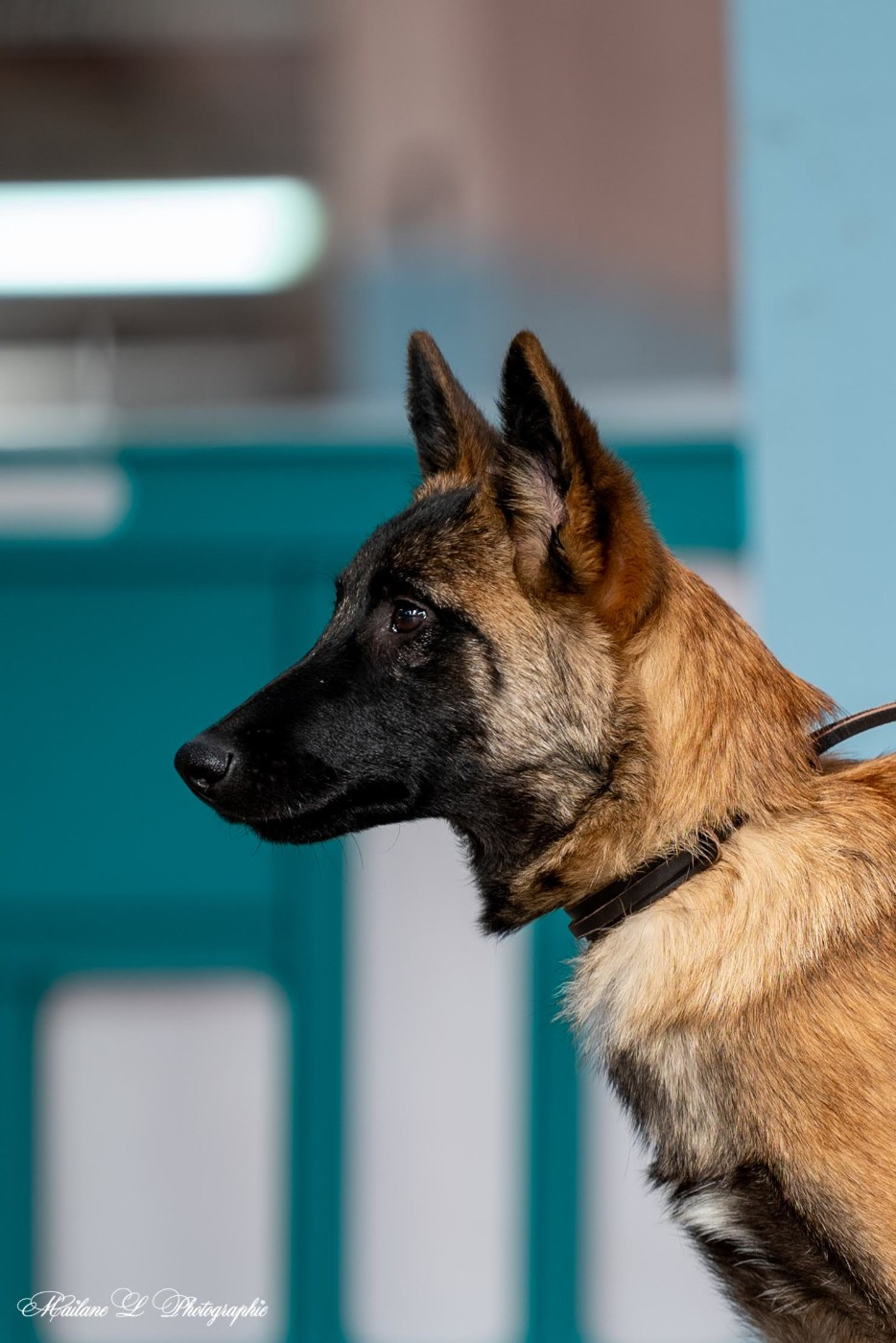 Adrénaline je kiffe de l'empire du Phoenix