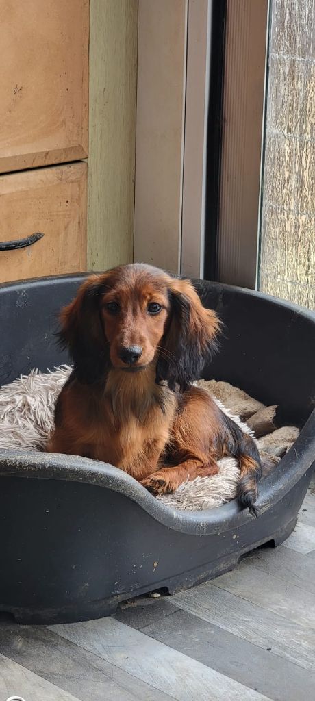 Voilà qui je suis de l'empire du Phoenix