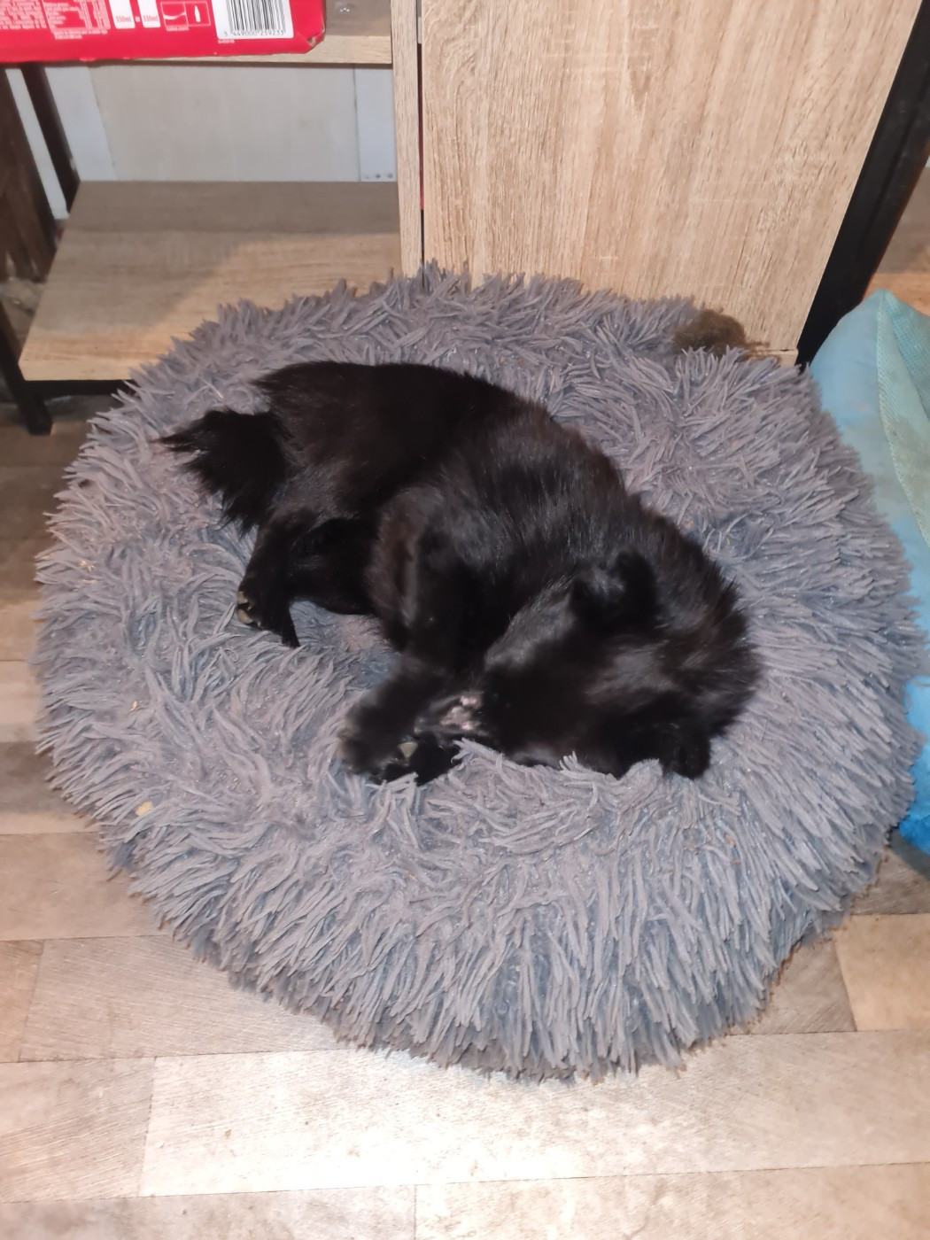 A force d y croire de l'empire du Phoenix