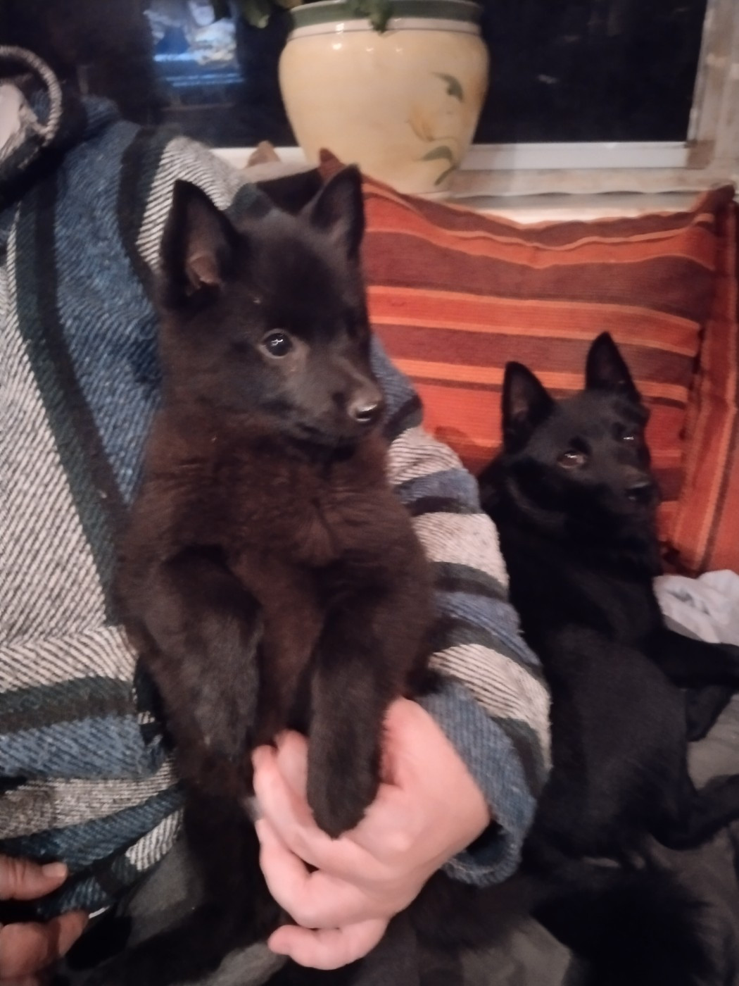 Attention ça pique de l'empire du Phoenix