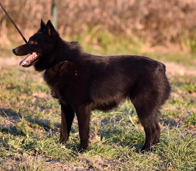 Tess dite Tsuna De La Lignée Royale
