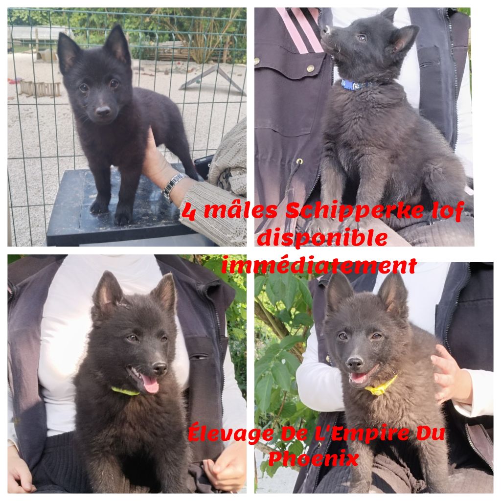4 superbes mâles disponibles de suite 