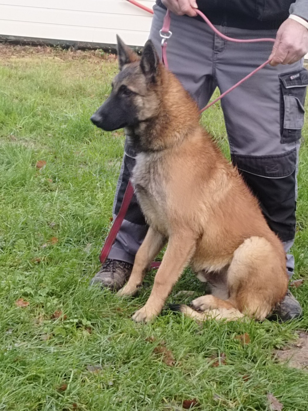 de l'empire du Phoenix - Astéroïde cherche une famille