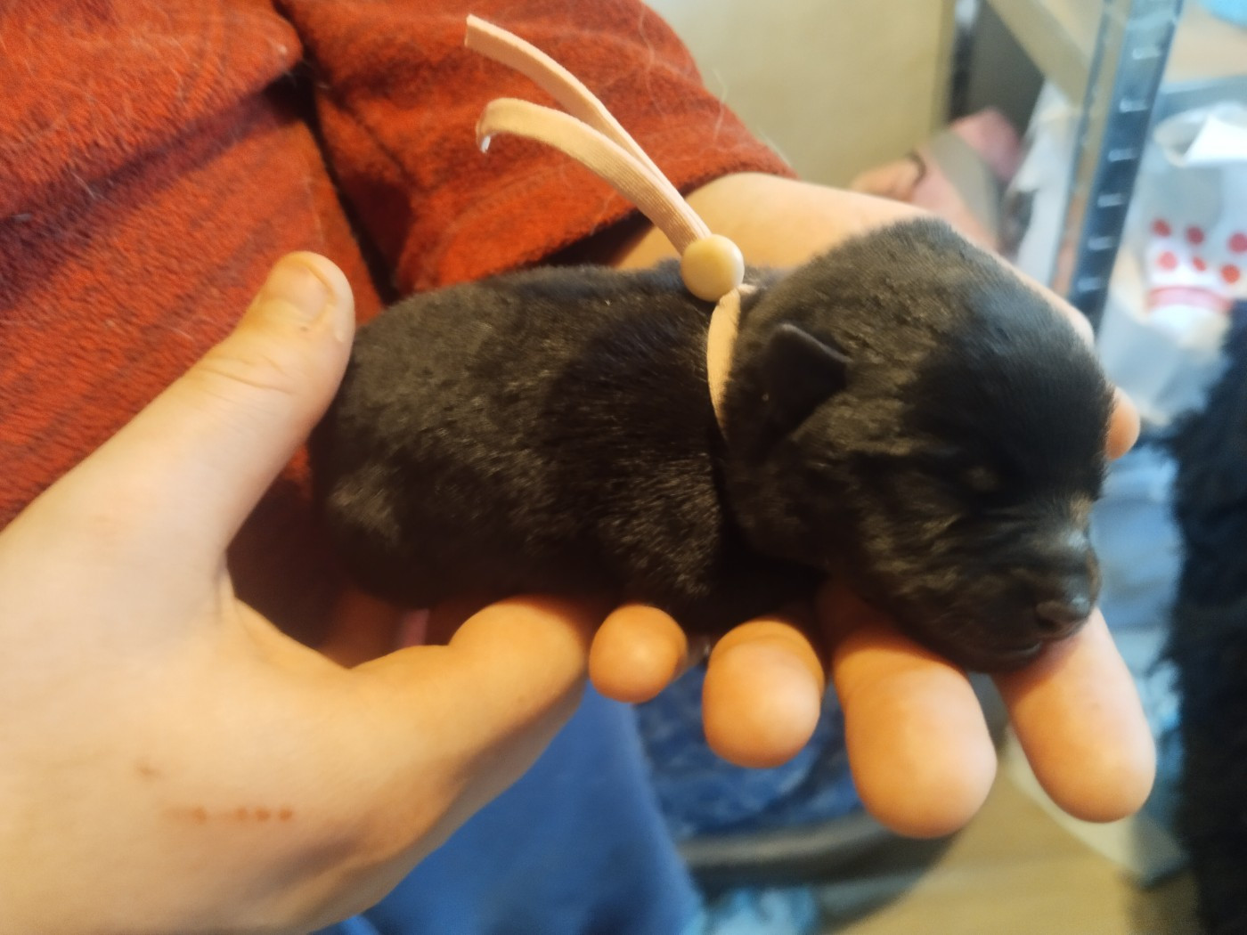 Les bébés de Par Amour et sa fille Zen sont nés le même jour.