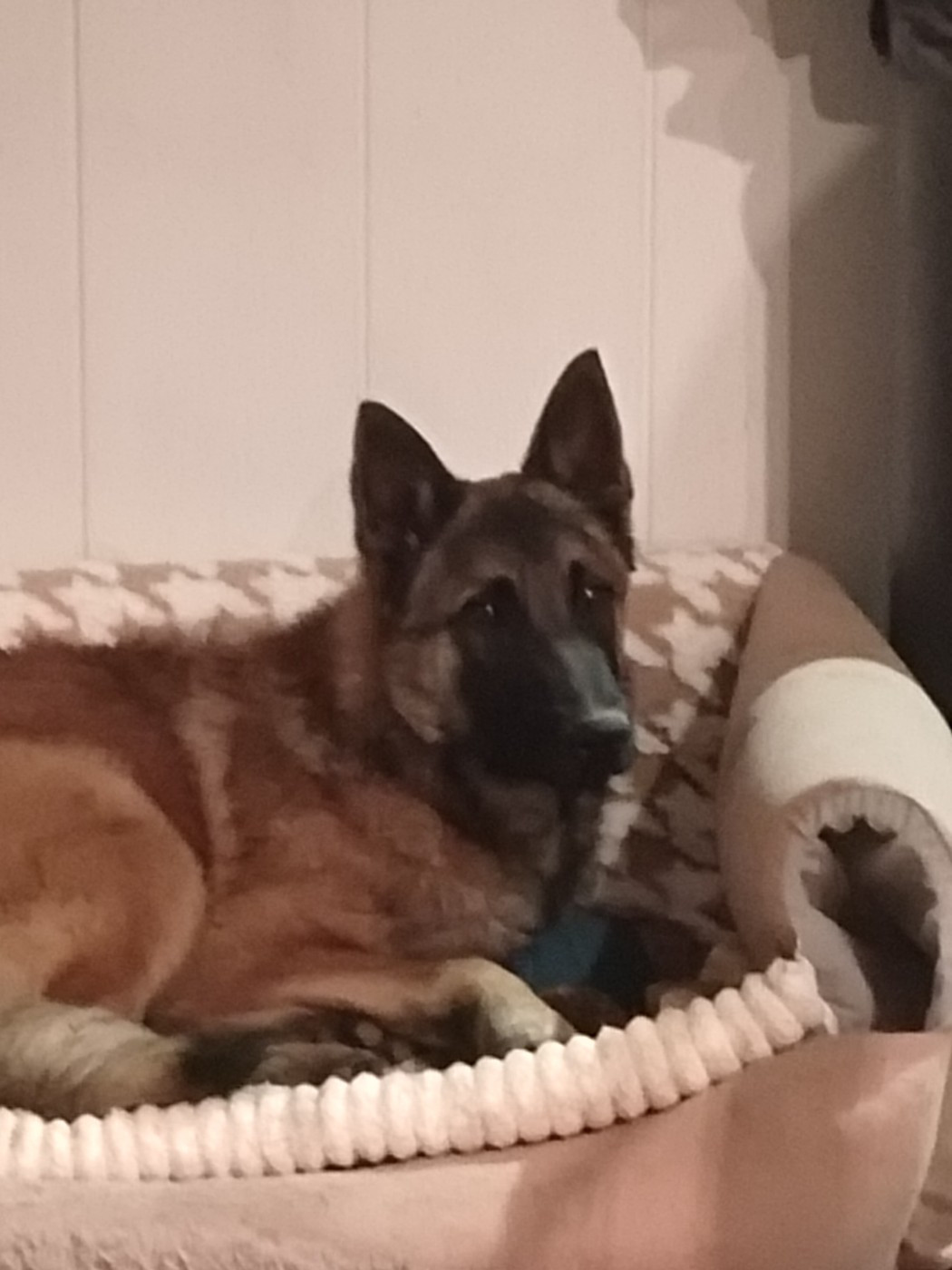 Astéroïde alias rondoudou le plus que parfait