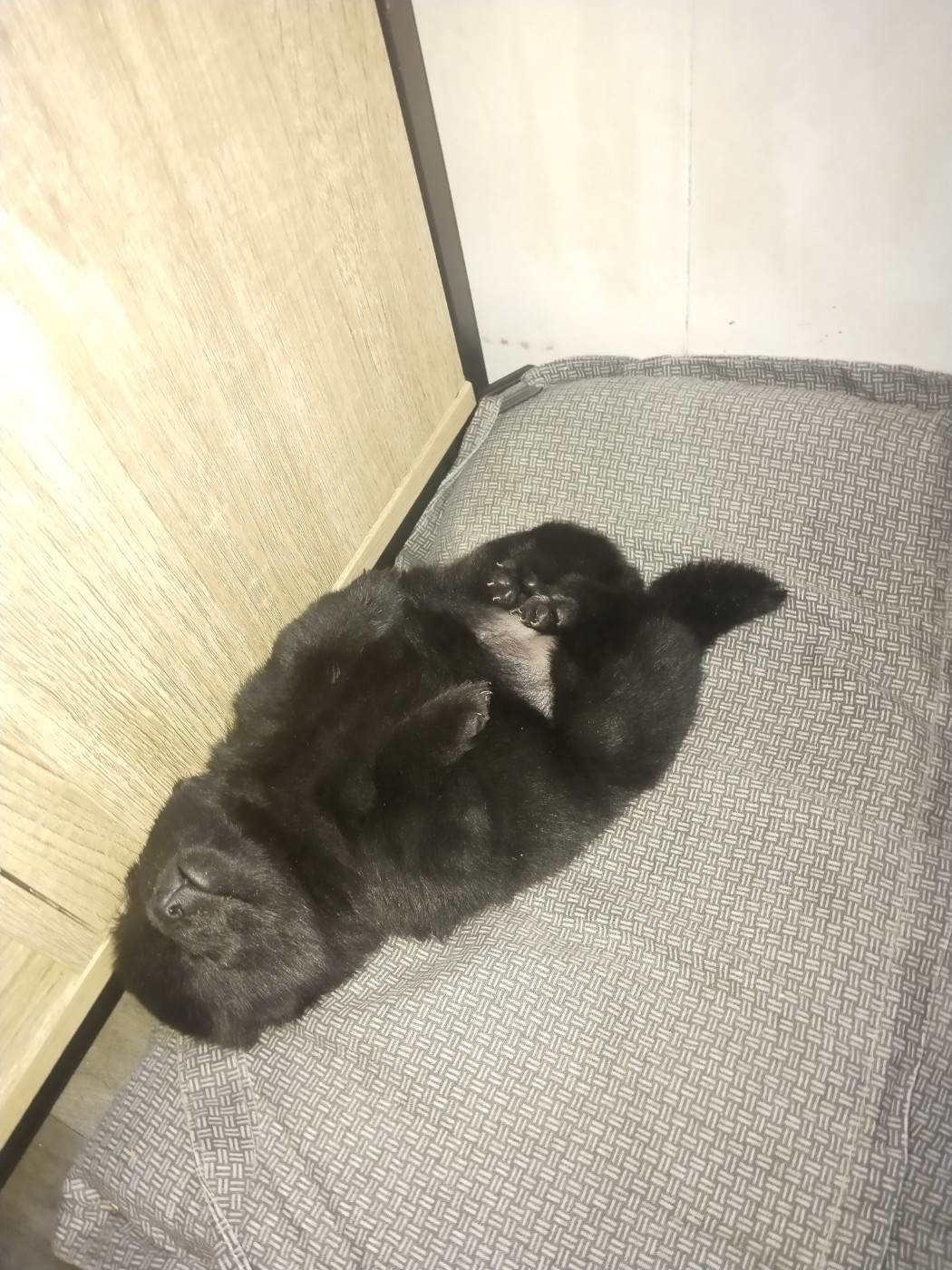 de l'empire du Phoenix - Bébés mâles et femelles à réserver