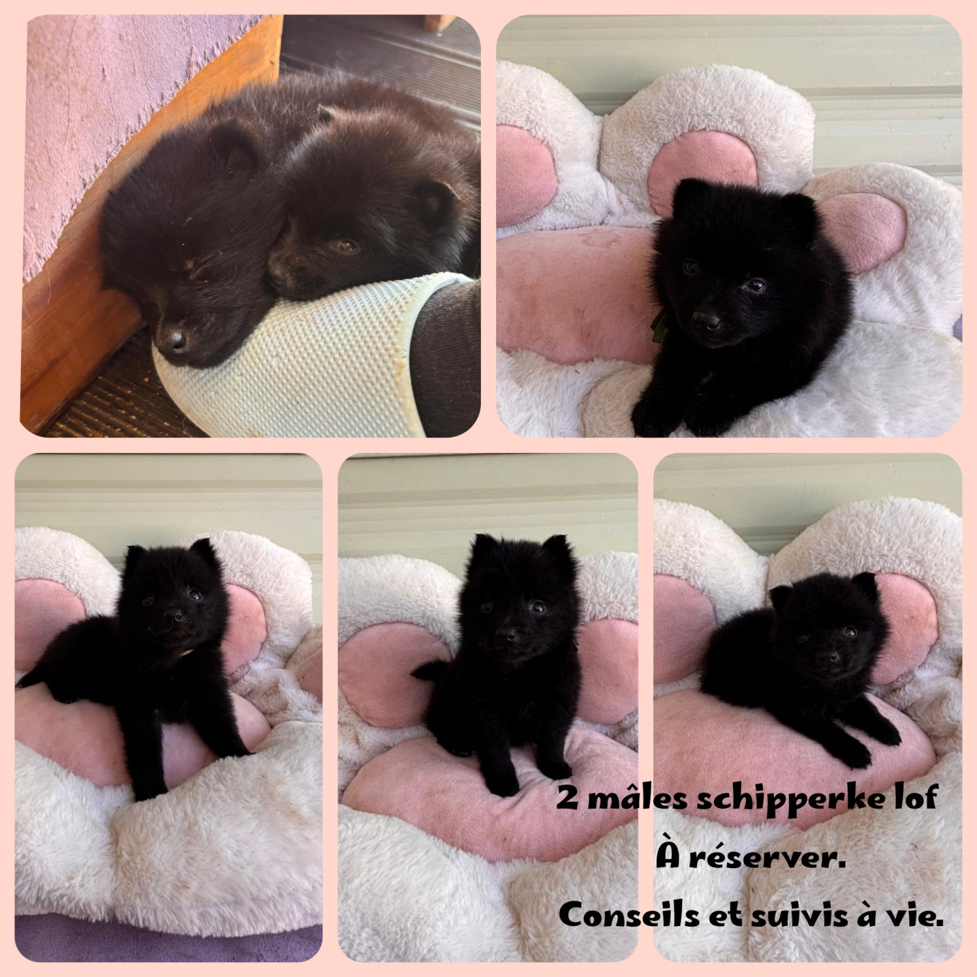 2 mâles à réserver