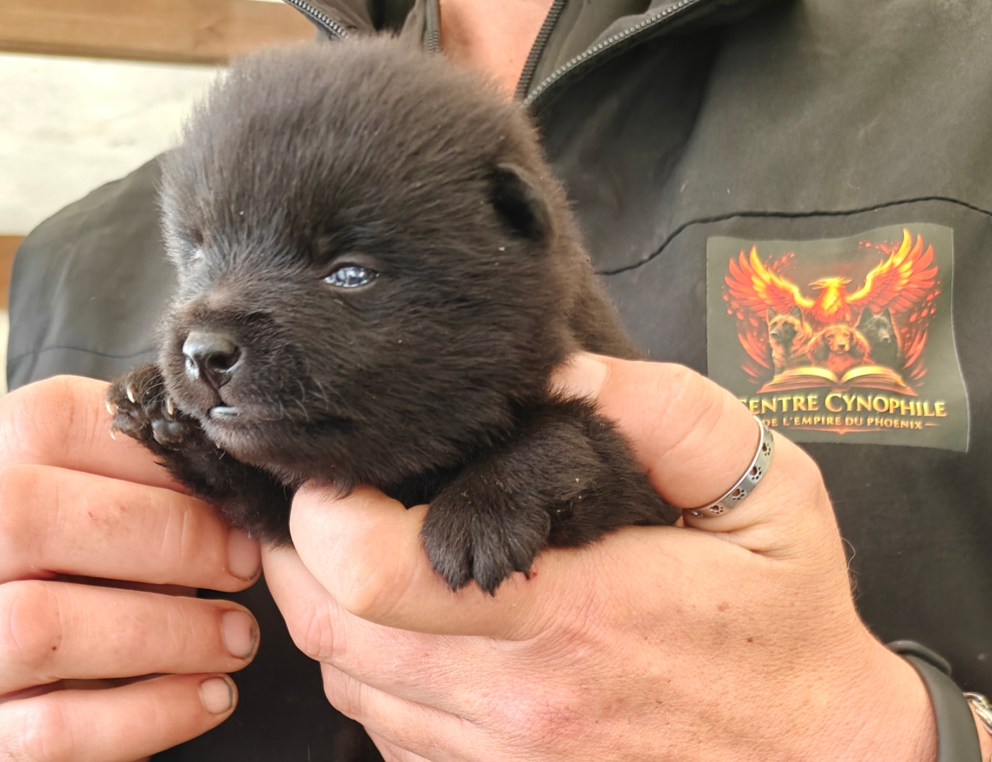 Nos bébés à réserver ou disponible