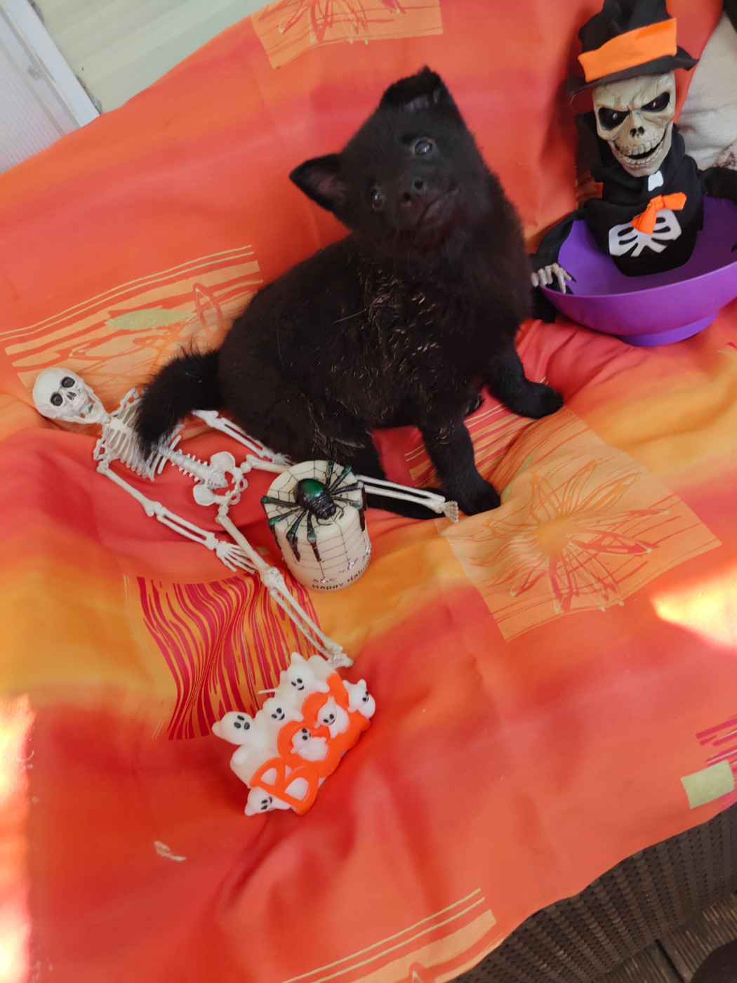Bas Les Pattes De L'Empire Du Phoenix