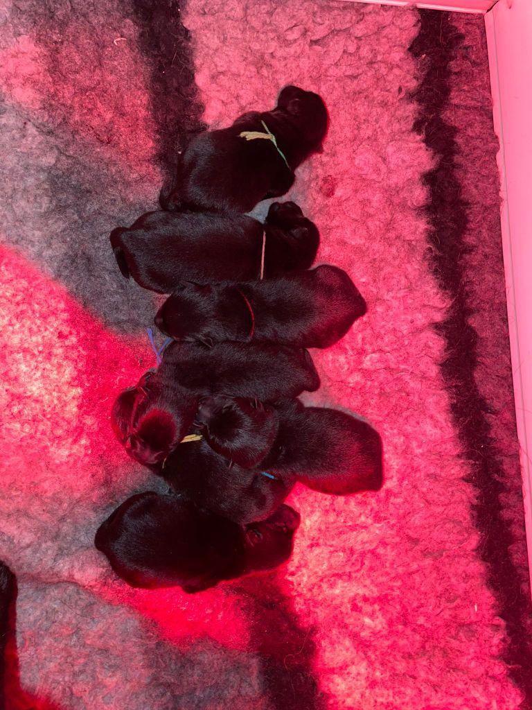 Chiot Schipperke de l'empire du Phoenix