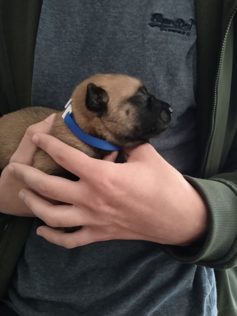 de l'empire du Phoenix - Chiots disponibles - Berger Belge
