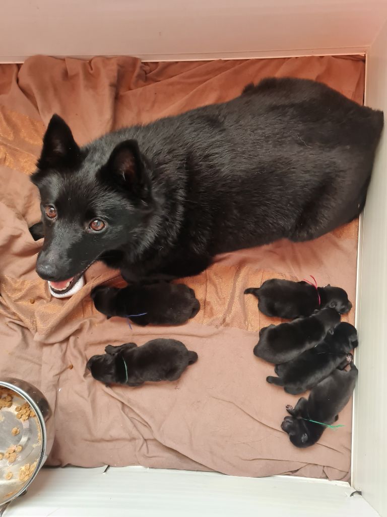 Chiot Schipperke de l'empire du Phoenix