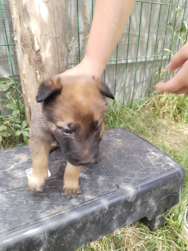 de l'empire du Phoenix - Chiots disponibles - Berger Belge