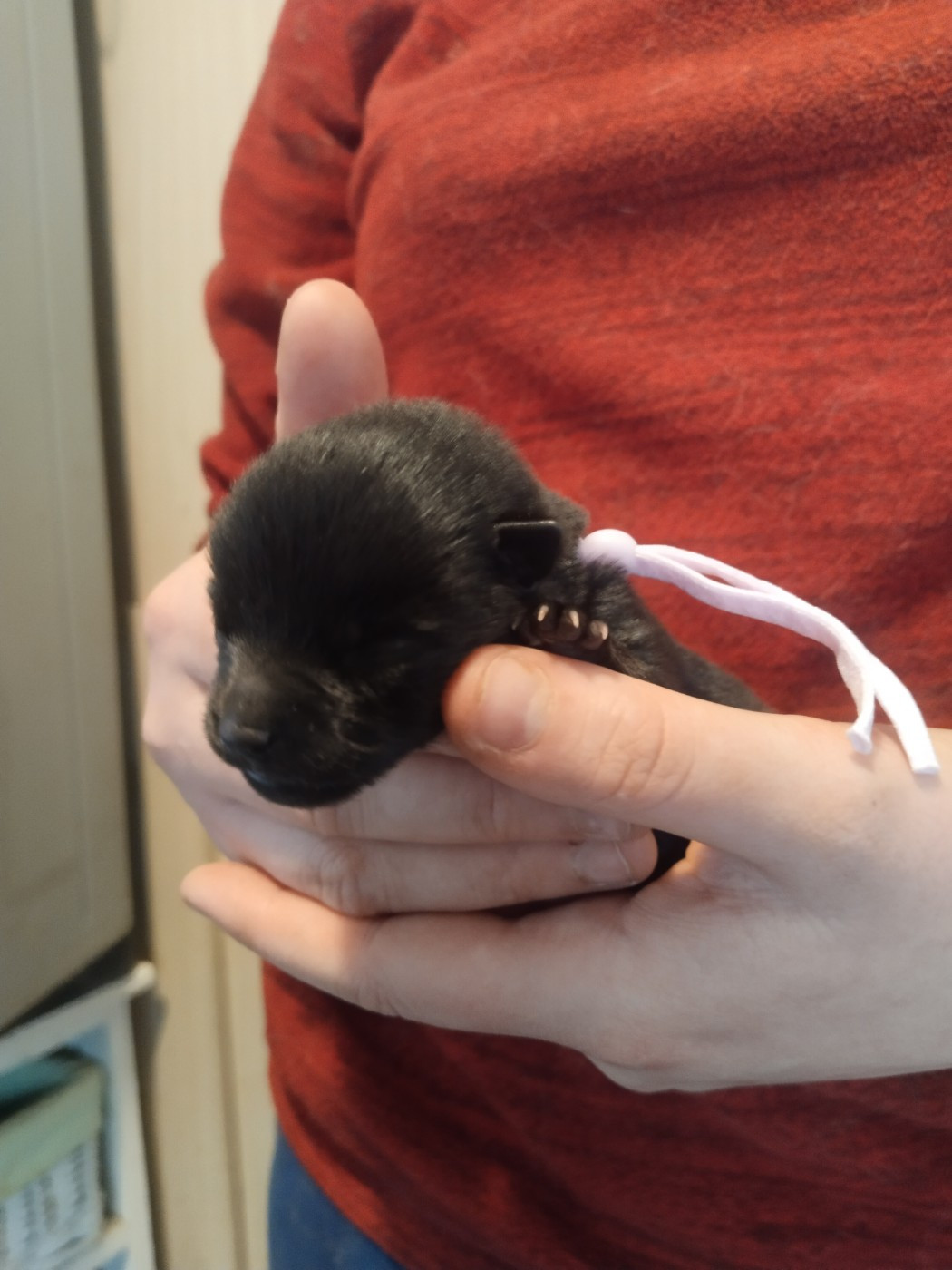 de l'empire du Phoenix - Chiots disponibles - Schipperke