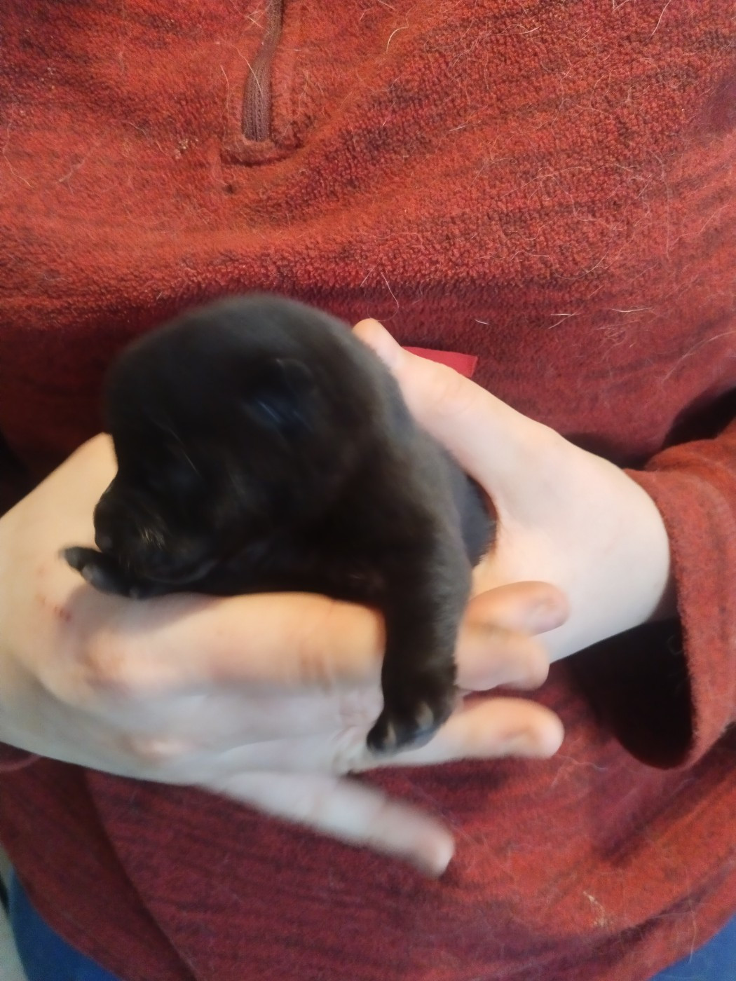 de l'empire du Phoenix - Chiots disponibles - Schipperke