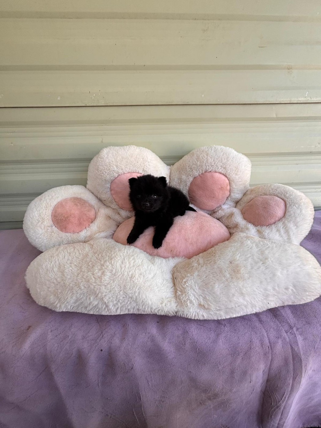 de l'empire du Phoenix - Chiots disponibles - Schipperke