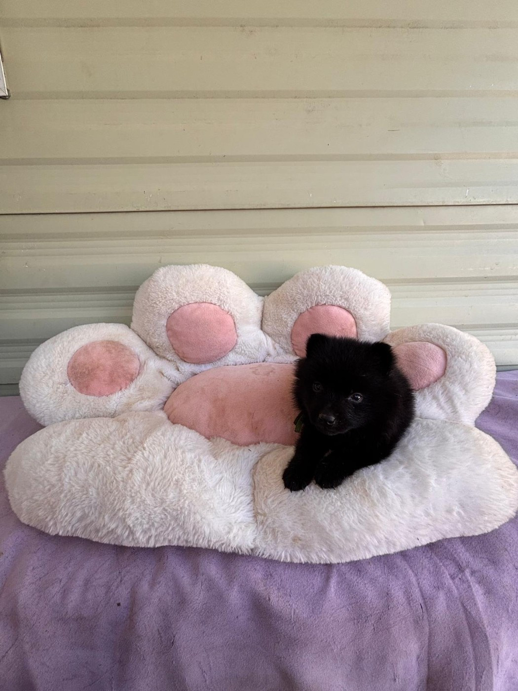 de l'empire du Phoenix - Chiots disponibles - Schipperke