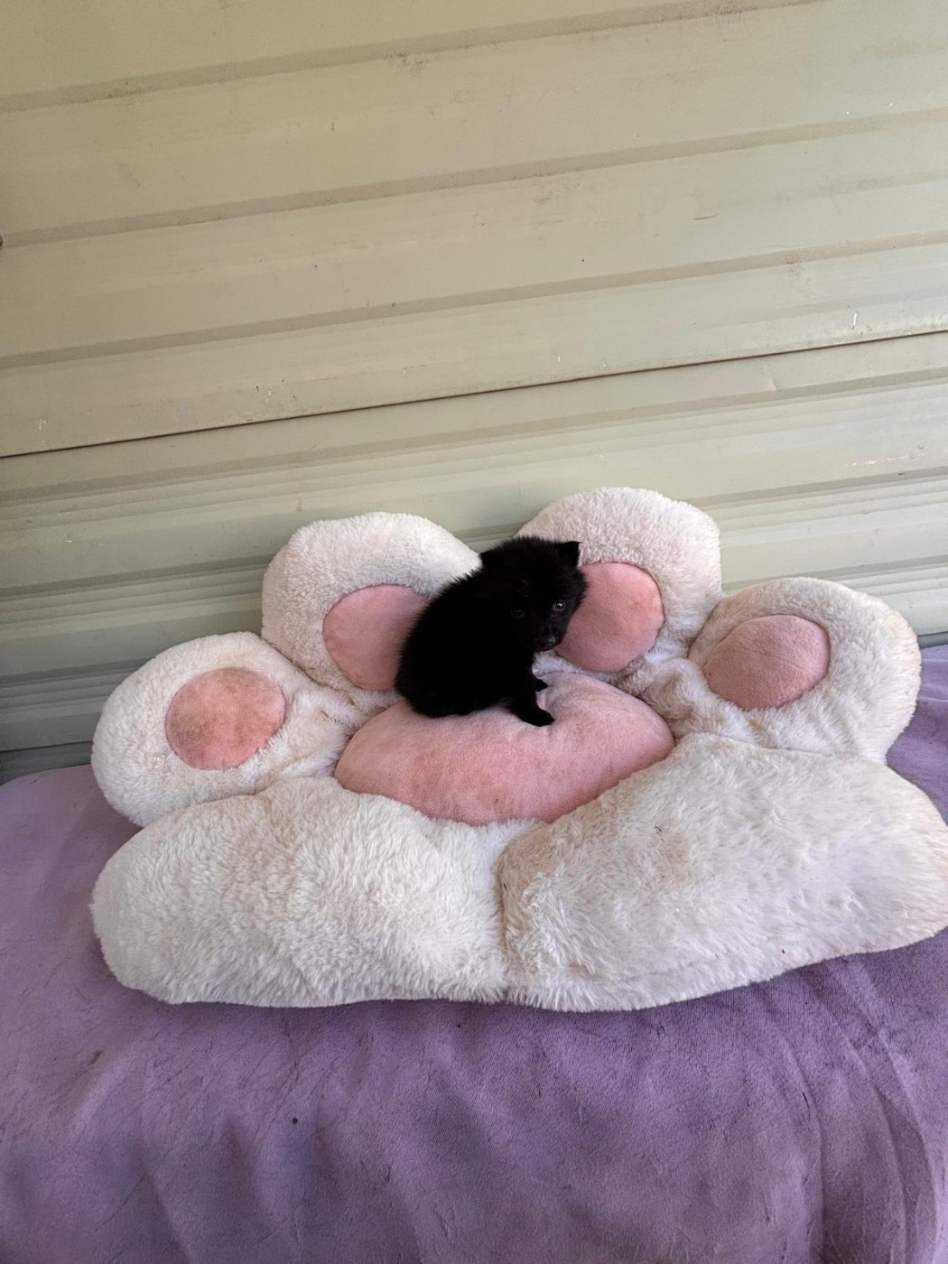 de l'empire du Phoenix - Chiots disponibles - Schipperke