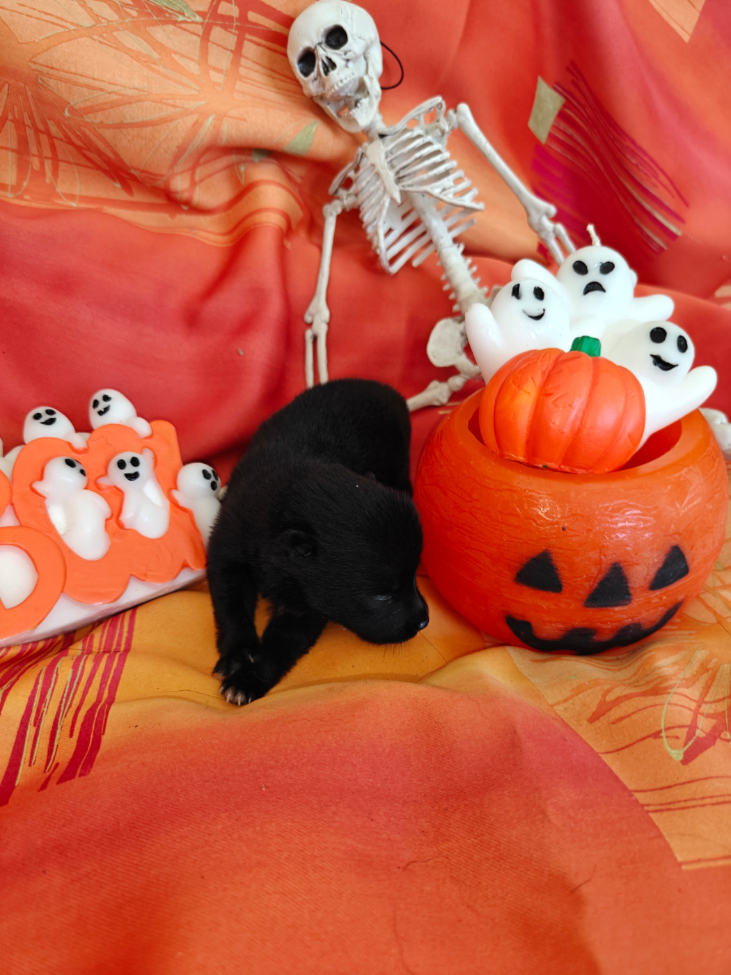de l'empire du Phoenix - Chiots disponibles - Schipperke