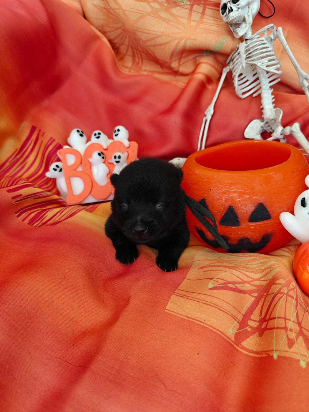 de l'empire du Phoenix - Chiots disponibles - Schipperke
