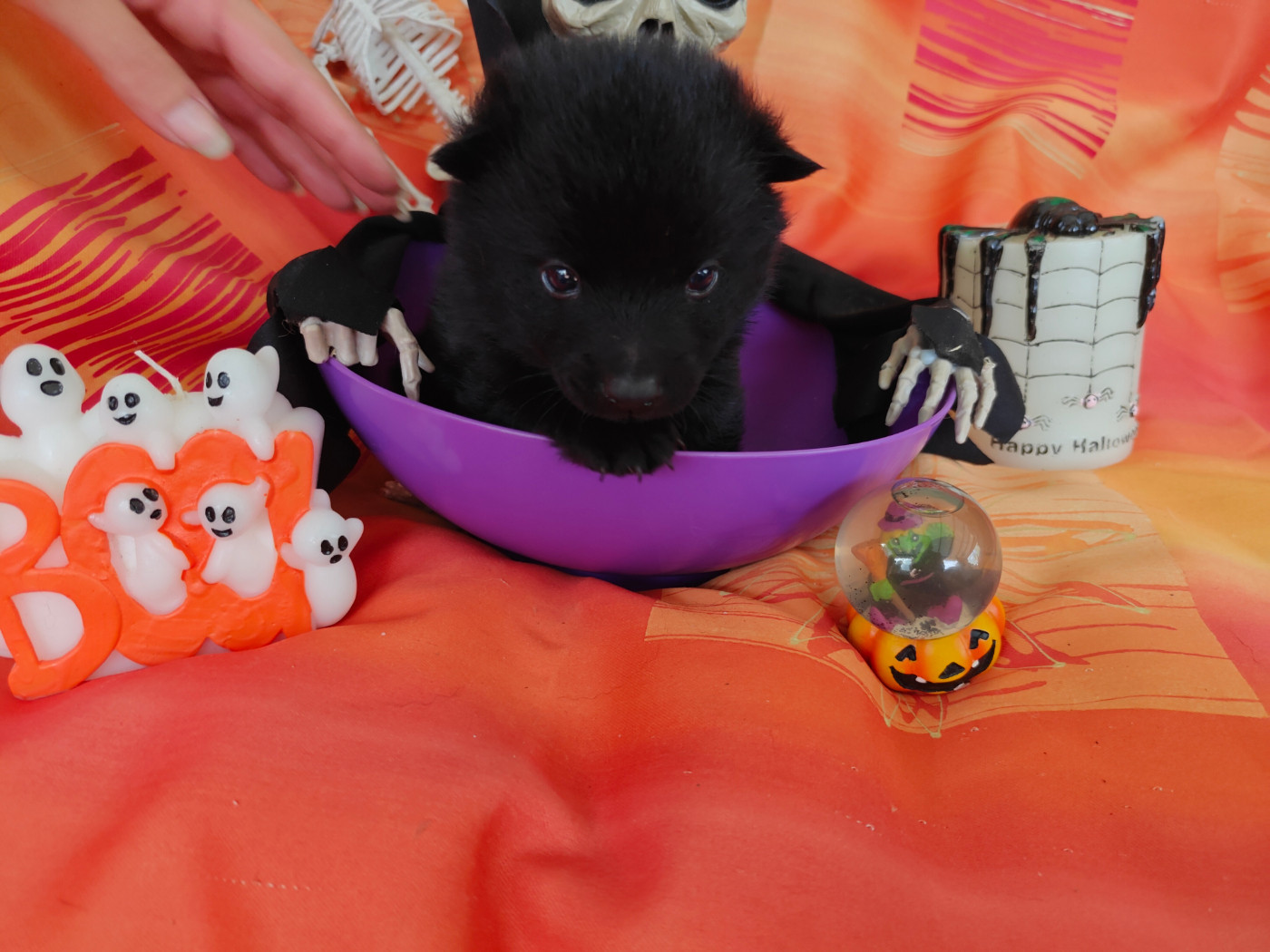 de l'empire du Phoenix - Chiots disponibles - Schipperke
