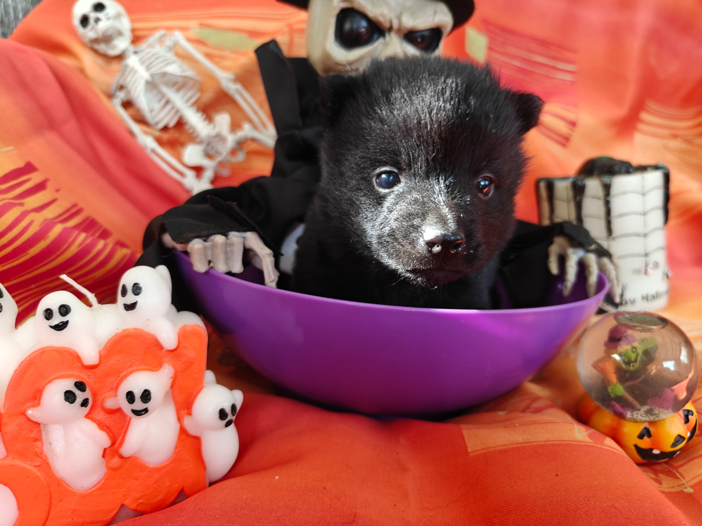 de l'empire du Phoenix - Chiots disponibles - Schipperke