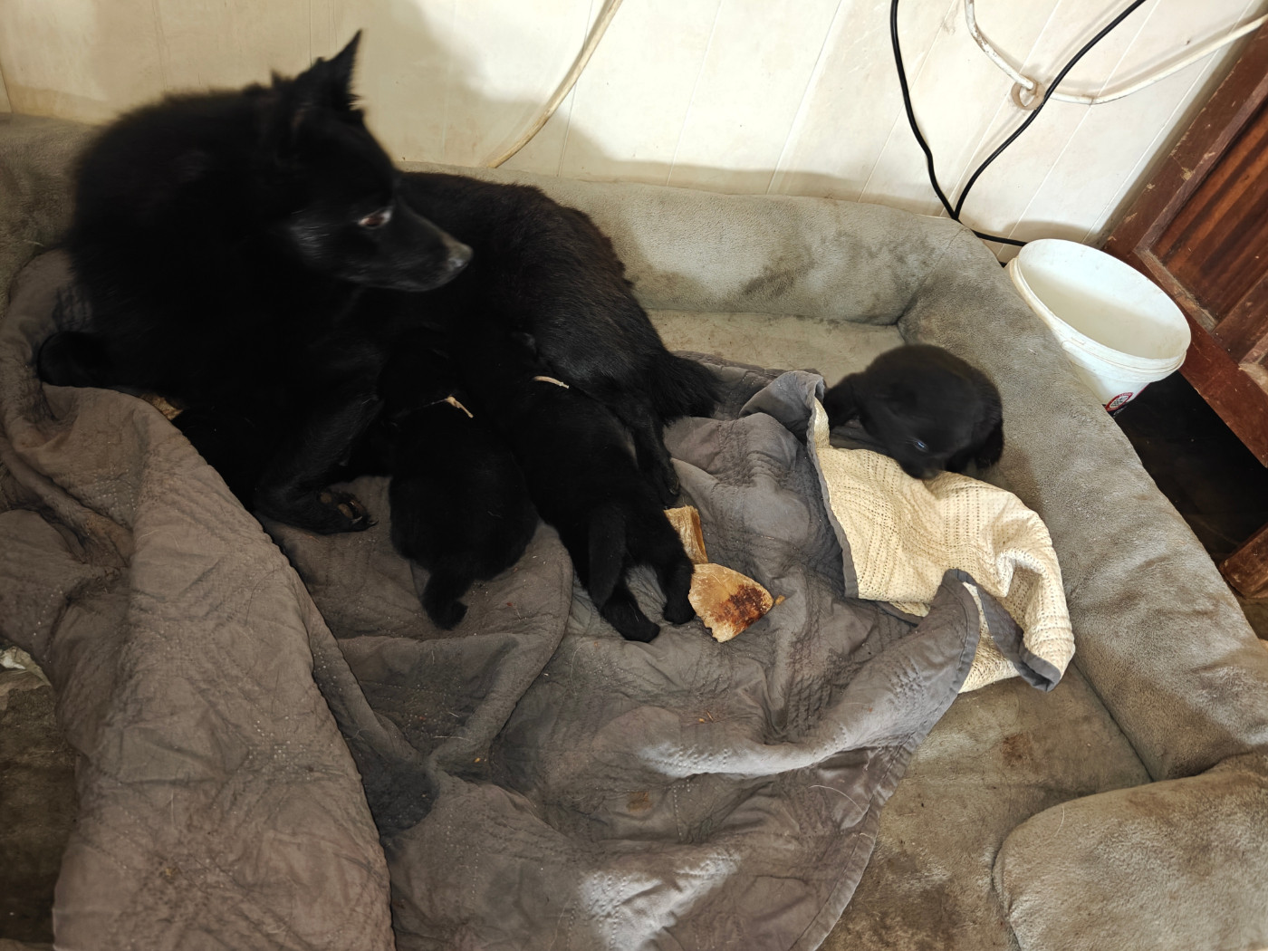 Chiot Schipperke de l'empire du Phoenix