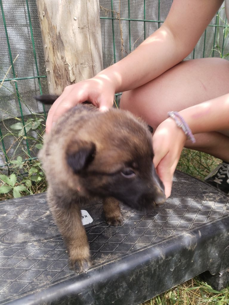 de l'empire du Phoenix - Chiots disponibles - Berger Belge
