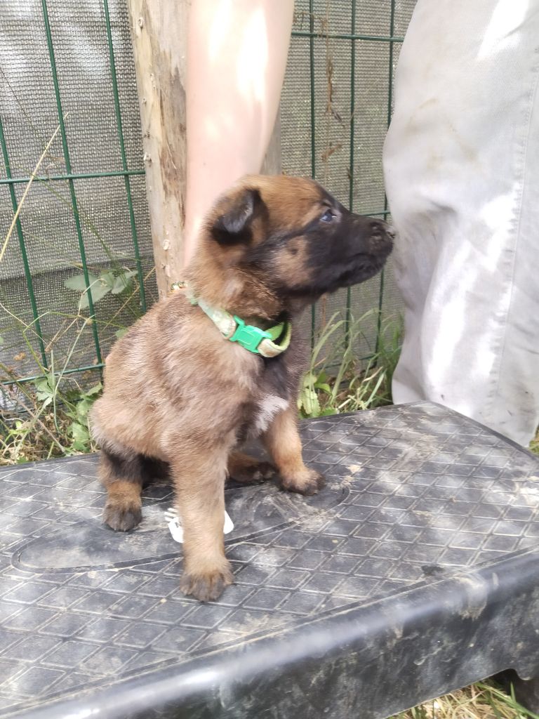 de l'empire du Phoenix - Chiots disponibles - Berger Belge