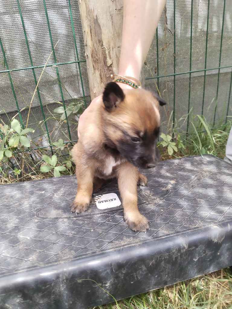 de l'empire du Phoenix - Chiots disponibles - Berger Belge