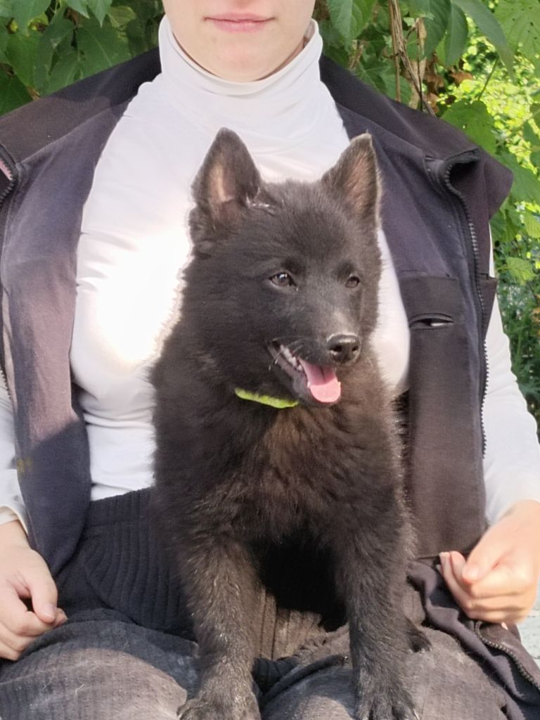 de l'empire du Phoenix - Chiots disponibles - Schipperke