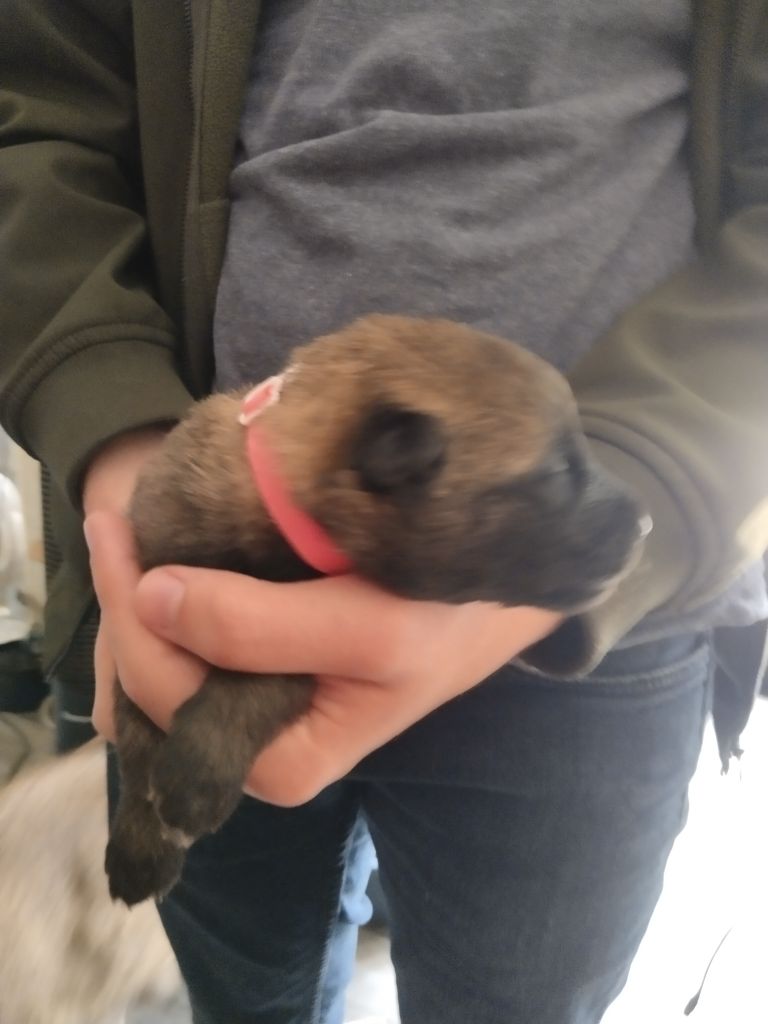 de l'empire du Phoenix - Chiots disponibles - Berger Belge