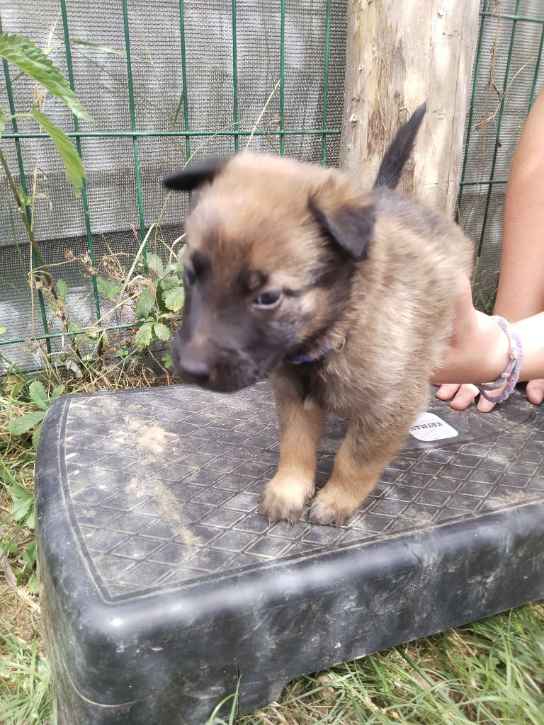 de l'empire du Phoenix - Chiots disponibles - Berger Belge