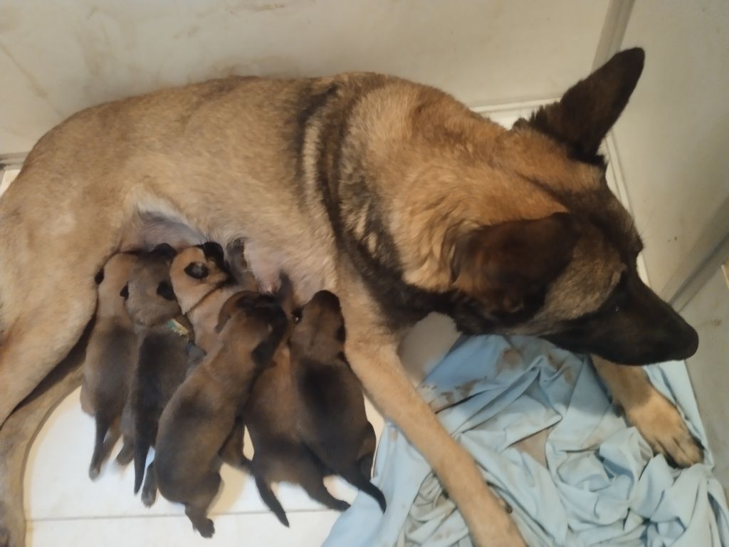 Chiot Berger Belge de l'empire du Phoenix