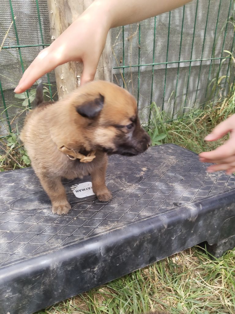 de l'empire du Phoenix - Chiots disponibles - Berger Belge