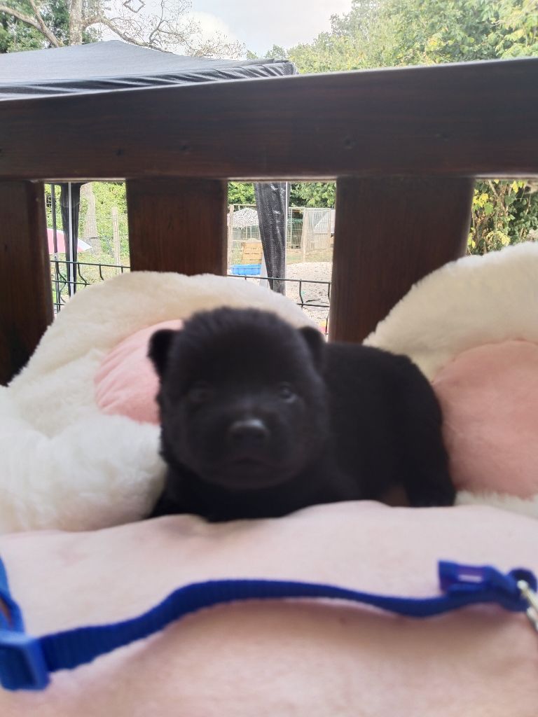 de l'empire du Phoenix - Chiots disponibles - Schipperke