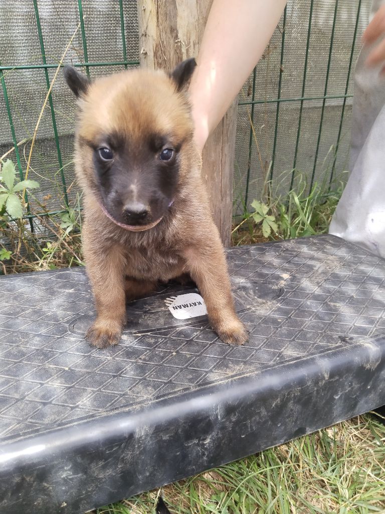 de l'empire du Phoenix - Chiots disponibles - Berger Belge