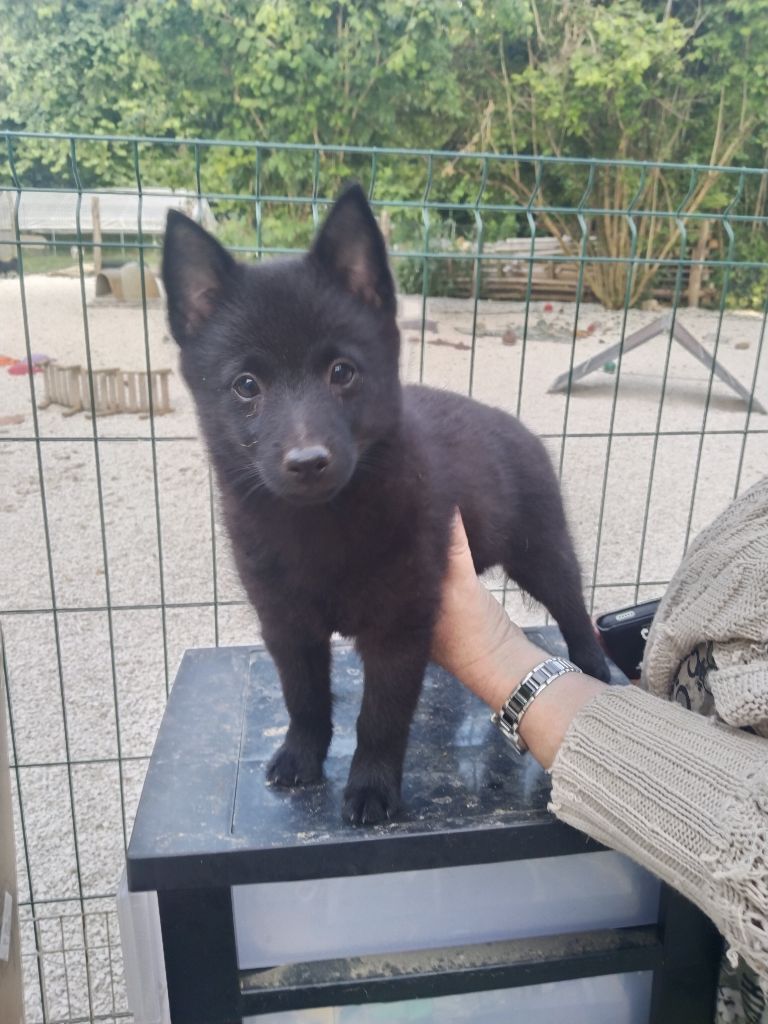 de l'empire du Phoenix - Chiots disponibles - Schipperke