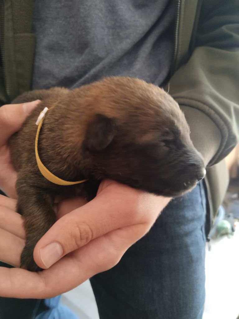 de l'empire du Phoenix - Chiots disponibles - Berger Belge