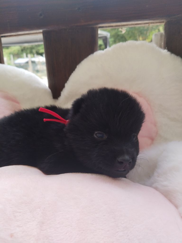 de l'empire du Phoenix - Chiots disponibles - Schipperke