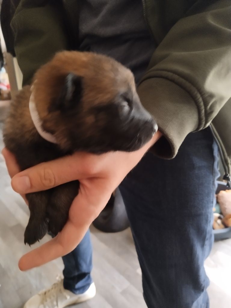 de l'empire du Phoenix - Chiots disponibles - Berger Belge