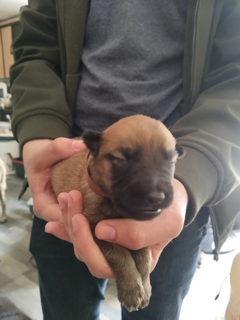 de l'empire du Phoenix - Chiots disponibles - Berger Belge