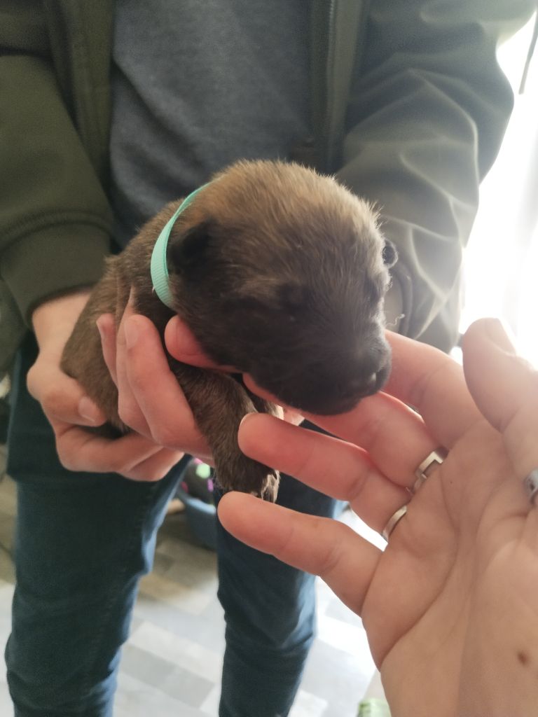 de l'empire du Phoenix - Chiots disponibles - Berger Belge