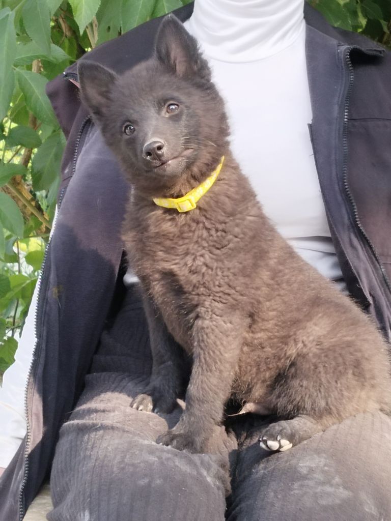 de l'empire du Phoenix - Chiots disponibles - Schipperke