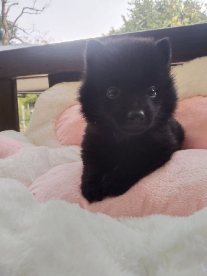 CHIOT 1