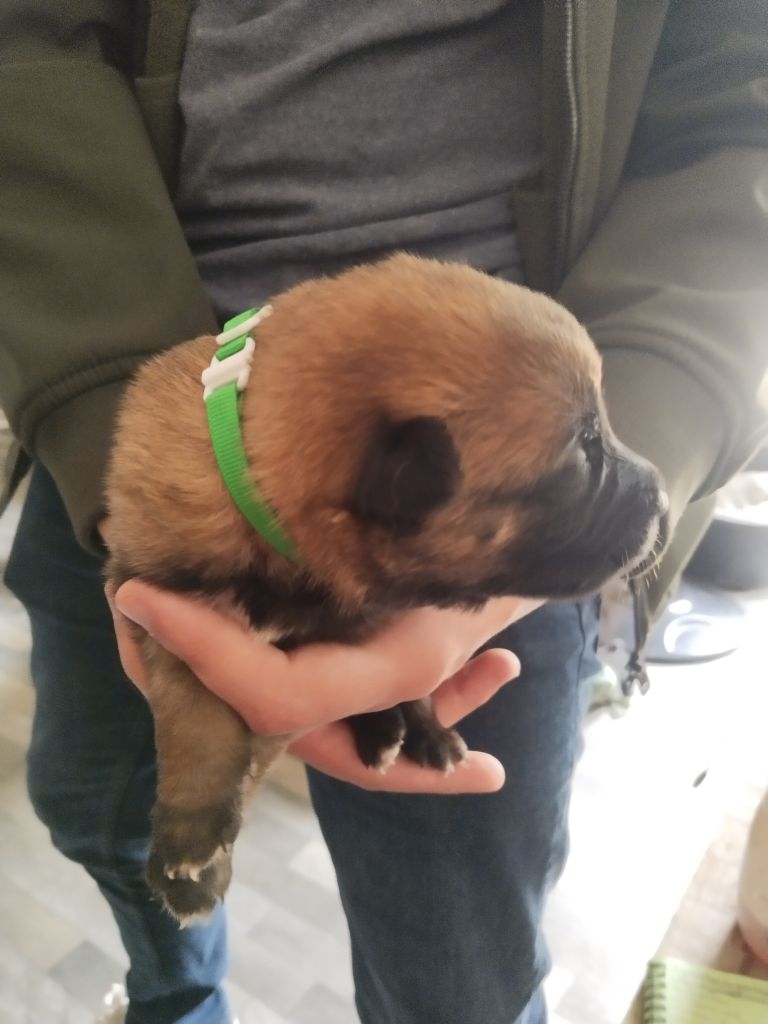 de l'empire du Phoenix - Chiots disponibles - Berger Belge