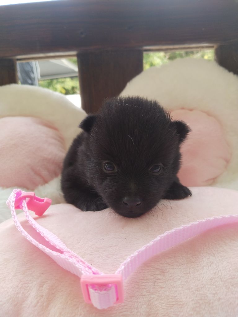 de l'empire du Phoenix - Chiots disponibles - Schipperke