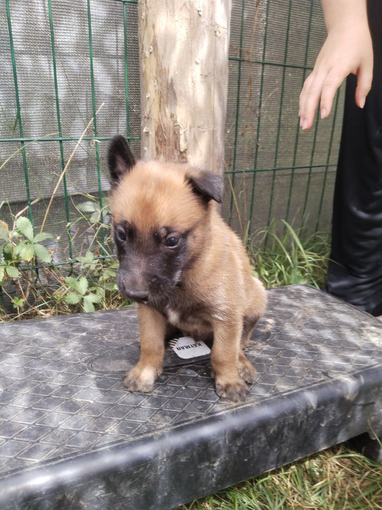 de l'empire du Phoenix - Chiots disponibles - Berger Belge