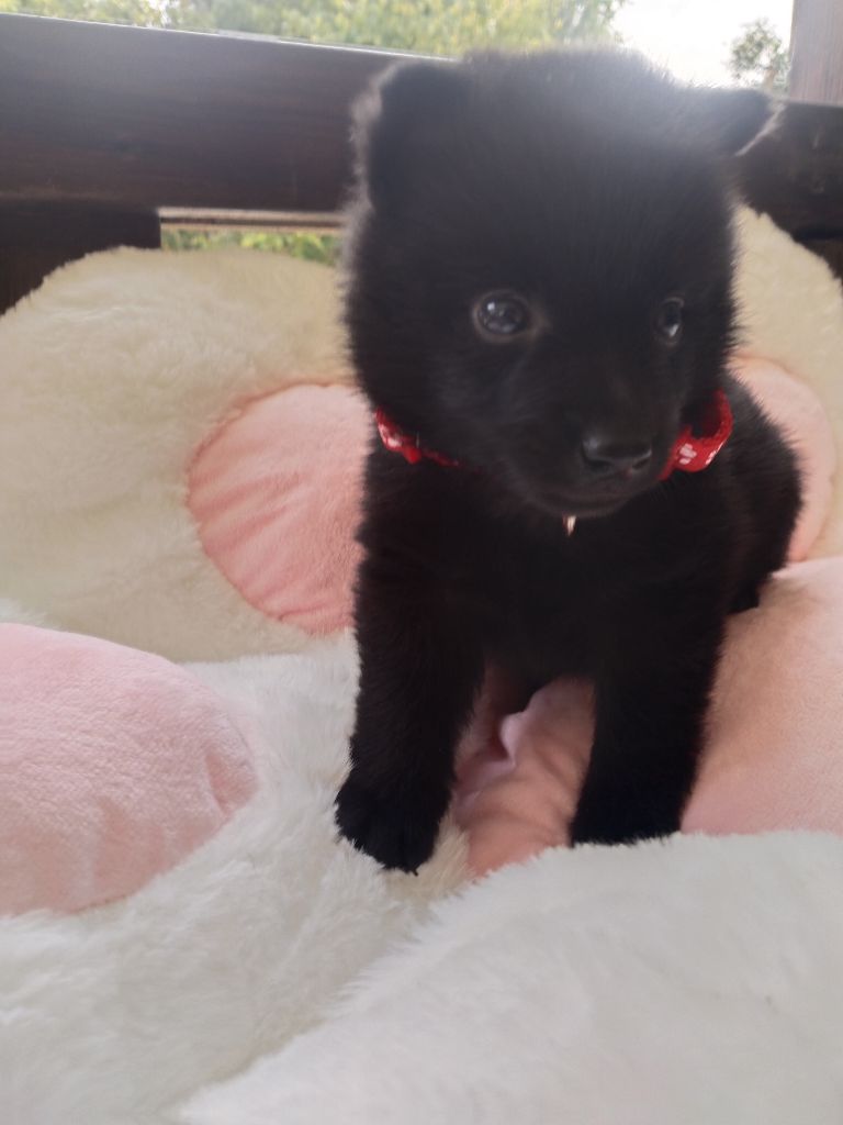 de l'empire du Phoenix - Chiots disponibles - Schipperke